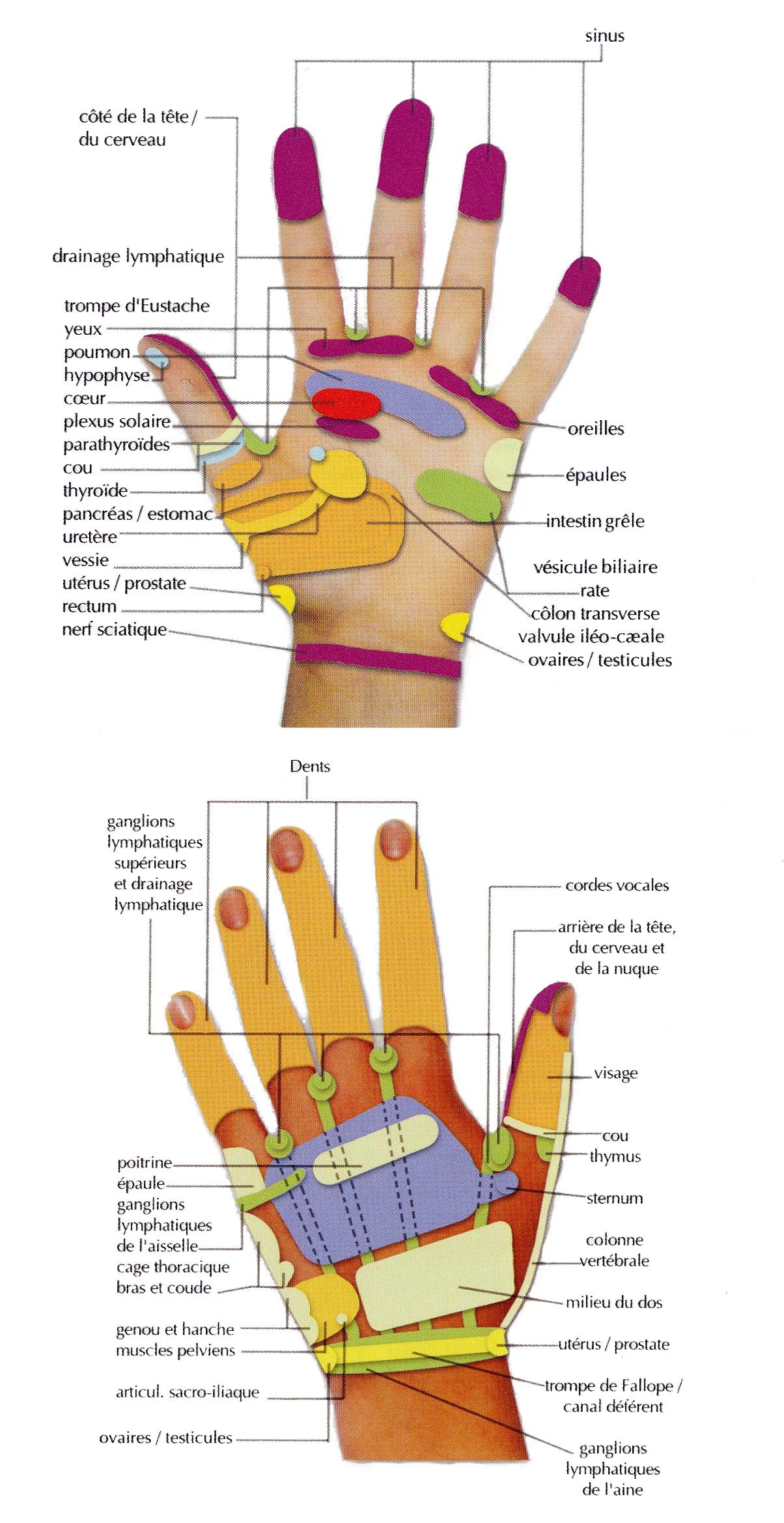 zones rflexes de la main